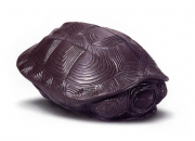 紫砂乌龟